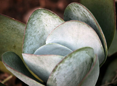 K thyrsiflora leaves: Photographed by Johannes Vogel